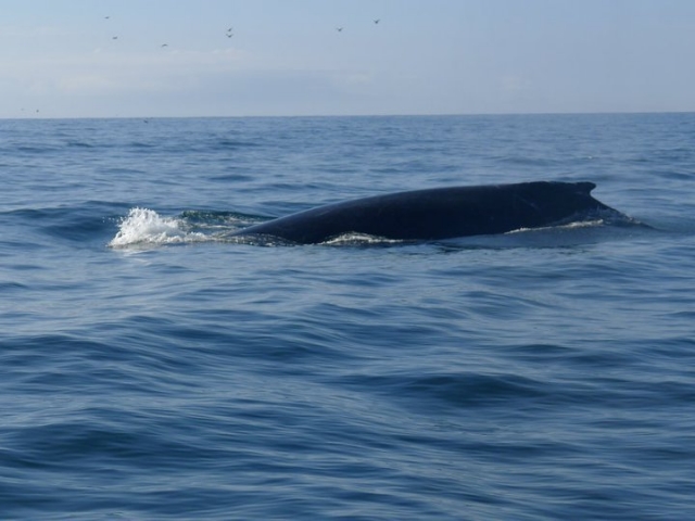 Observacion de ballenas